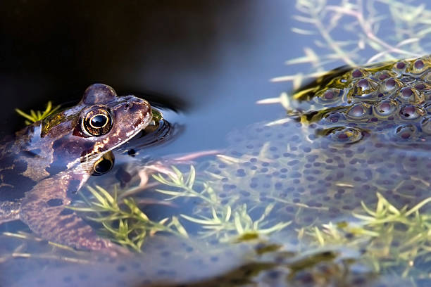 Brown frog and frogspawn Brown frog and frogspawn frogspawn horizontal frog netherlands stock pictures, royalty-free photos & images