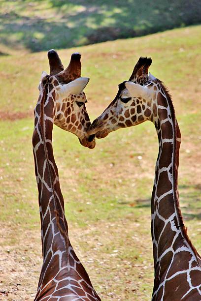 istock Giraffes kissing 179003596