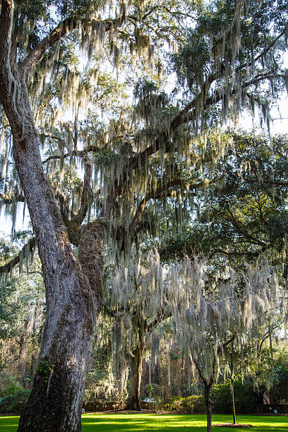 istock Spanish Moss in Sun Dappled Park 179003615