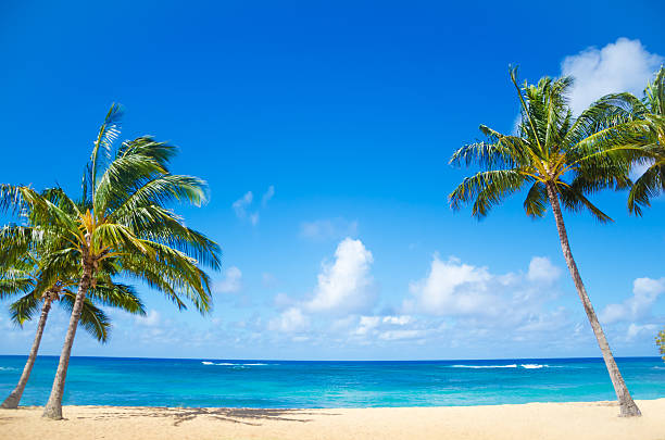 Palm trees on the sandy beach in Hawaii stock photo