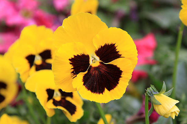 istock image of three color pansy flowers 179003725