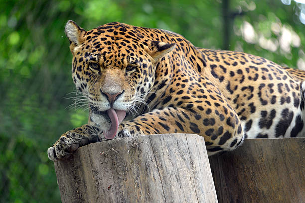 istock Jaguar paw licking 179003753
