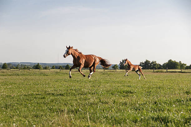 istock Mother and foal running 179003904