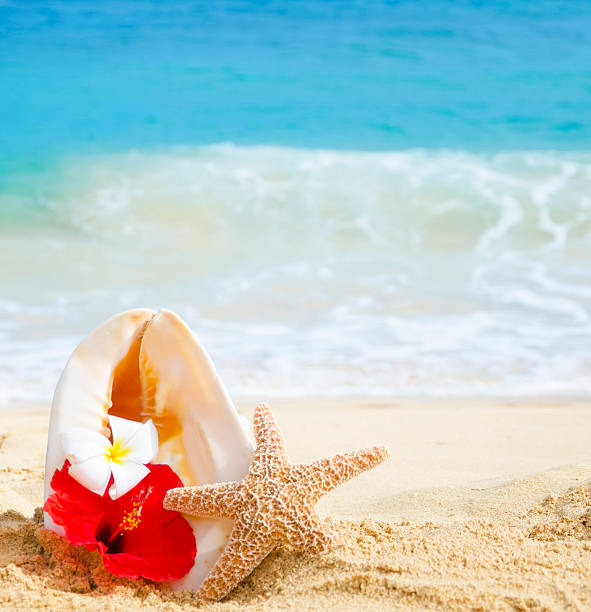 Seashell and starfish with tropical flowers on sandy beach Seashell and starfish with tropical flowers on sandy beach in Hawaii, Kauai sea hibiscus stock pictures, royalty-free photos & images