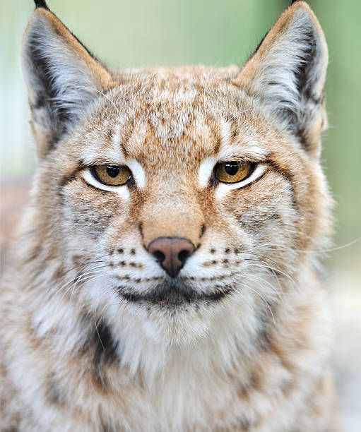 istock Portrait of a Lynx 179003975