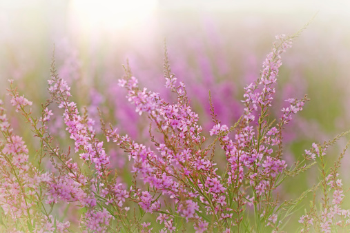 Purple meadow (wild) flower