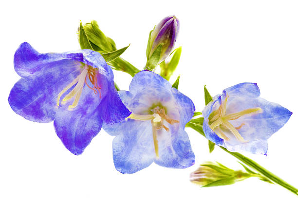 istock Bluebell on the white background. Close-Up 179004035