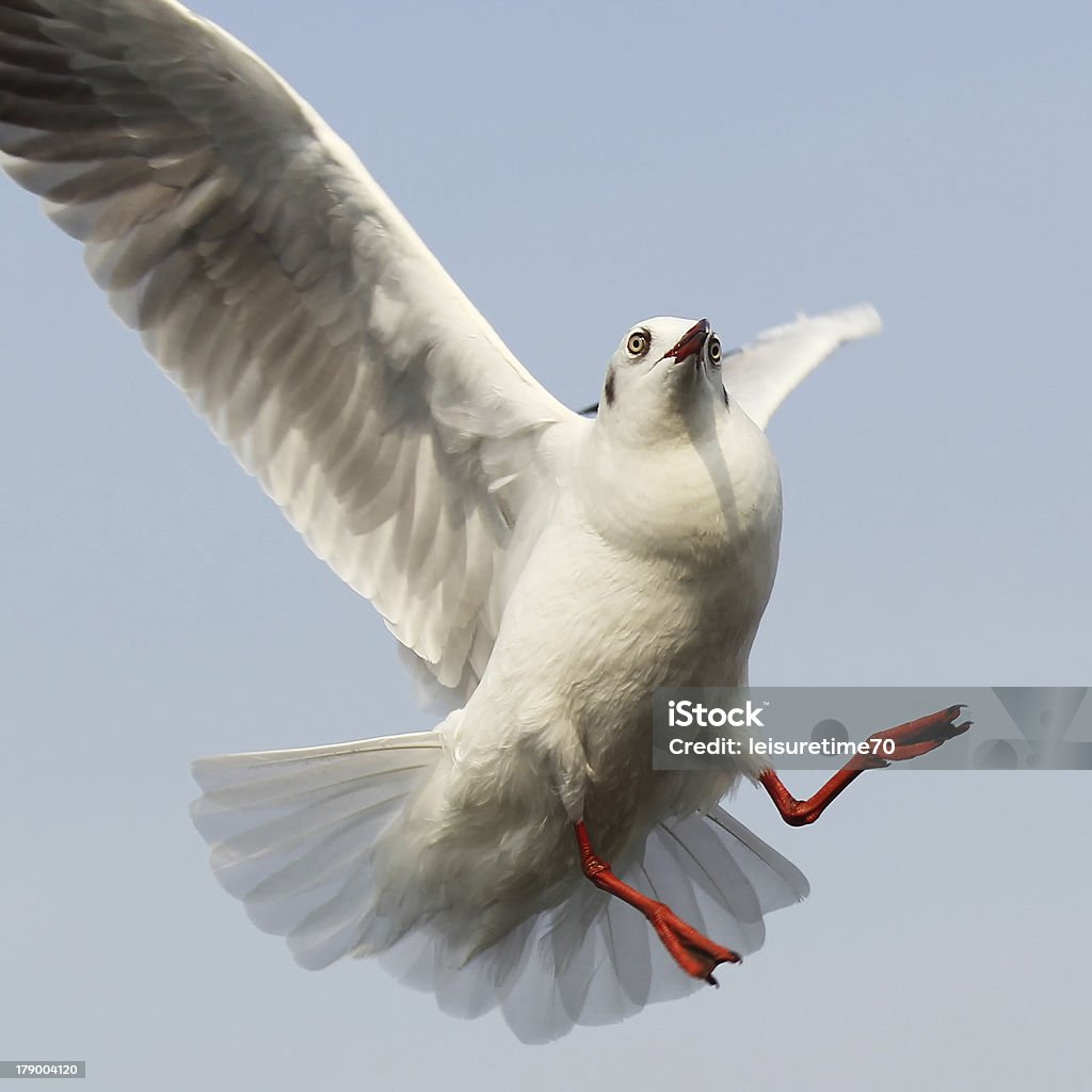 Gaviota volando - Foto de stock de Actividad libre de derechos