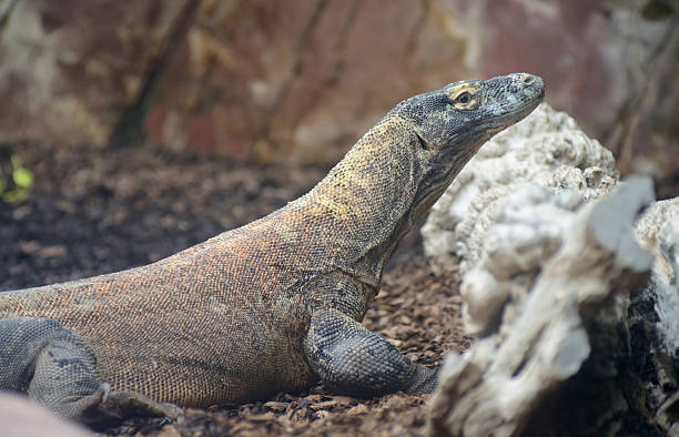 istock Komodo dragon closeup 179004279