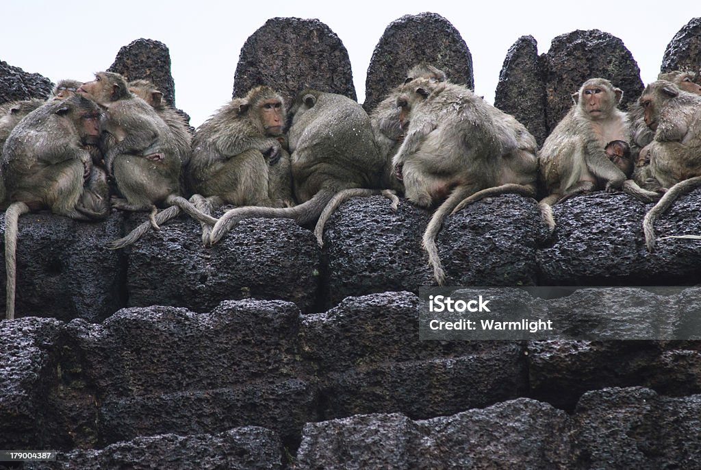 Monos descanso más de un templo de Lopburi, Tailandia - Foto de stock de Mono - Primate libre de derechos