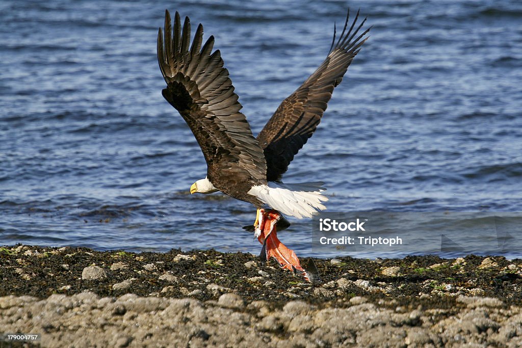 Águila calva con la cena - Foto de stock de Salmón - Pescado libre de derechos