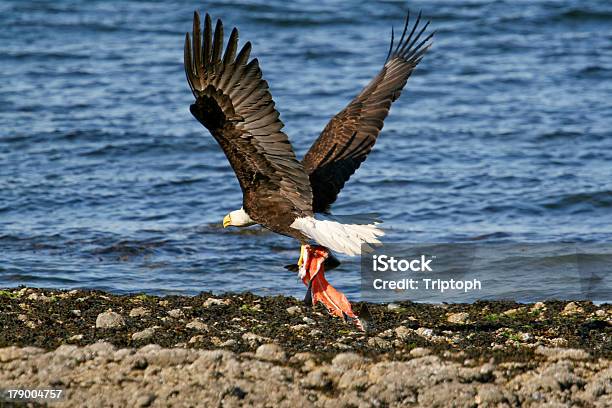 Águila Calva Con La Cena Foto de stock y más banco de imágenes de Salmón - Pescado - Salmón - Pescado, Águila de cabeza blanca, Ala de animal