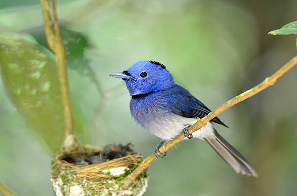 istock Black-naped Monarch or blue flycatcher 179004989