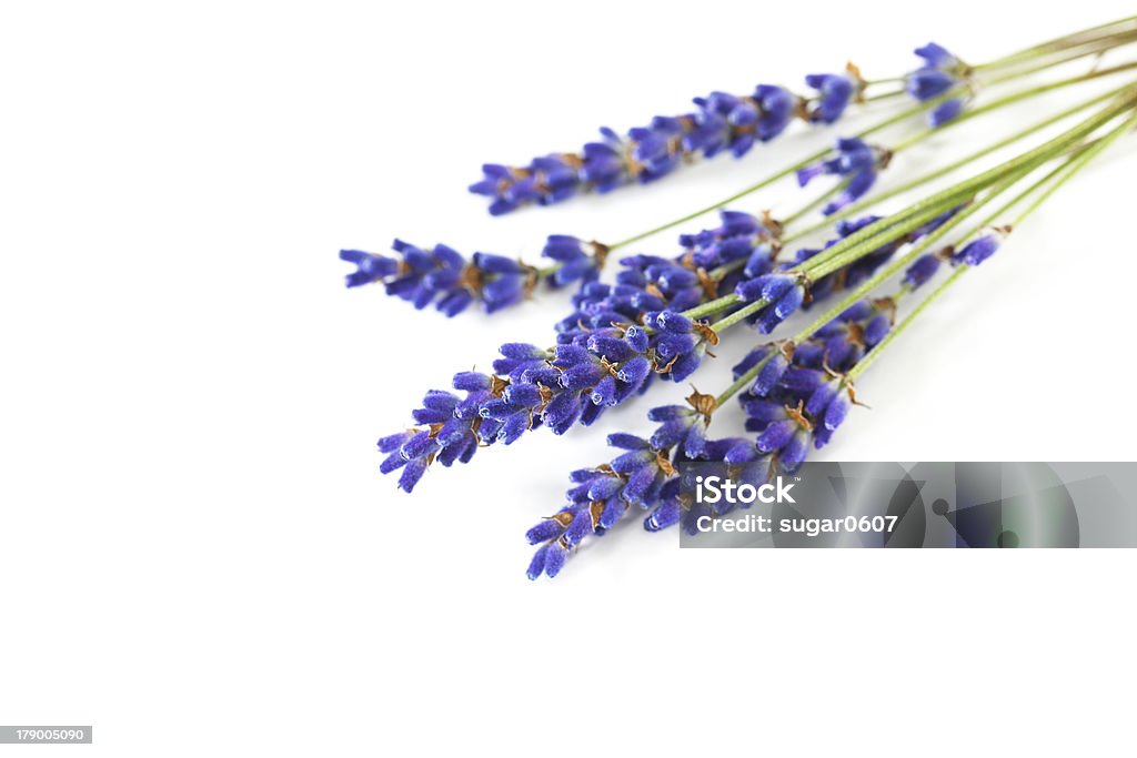 Planta de lavanda frescos, aromáticos flor, Aislado en blanco - Foto de stock de Aceite de aromaterapia libre de derechos
