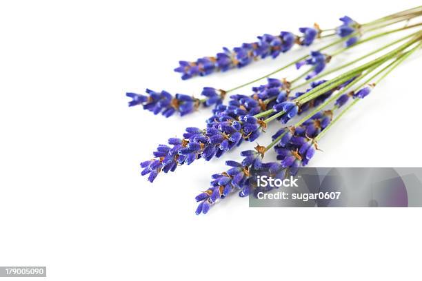 Planta De Lavanda Frescos Aromáticos Flor Aislado En Blanco Foto de stock y más banco de imágenes de Aceite de aromaterapia