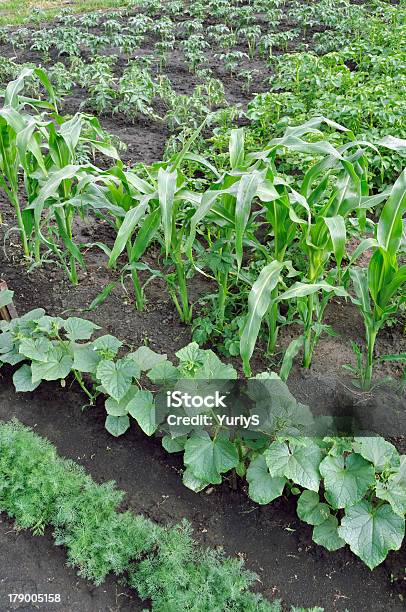 Varie Verdure Nellorto - Fotografie stock e altre immagini di Agricoltura - Agricoltura, Ambientazione esterna, Aneto