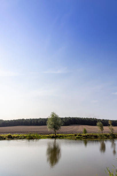 istock a small tree growing on the shore of a lake 1790051691