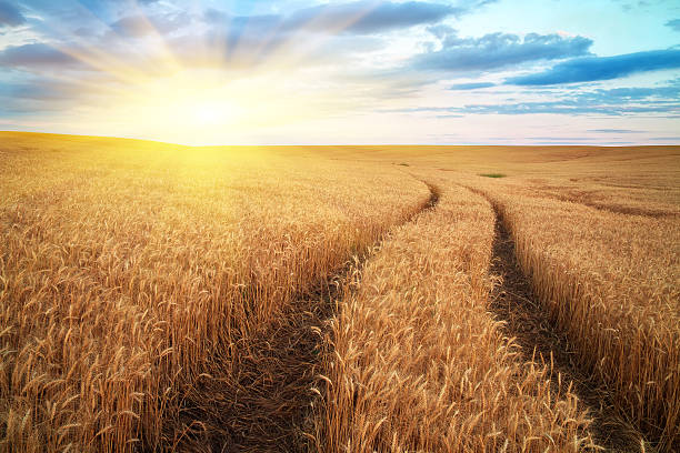 istock Meadow of wheat 179005217