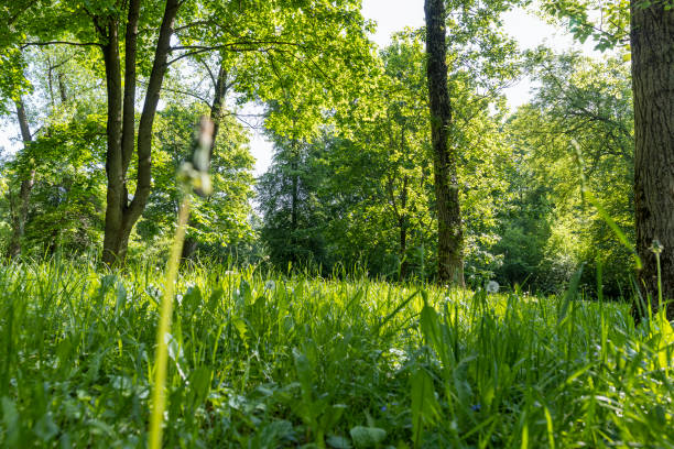 istock deciduous trees with green foliage in spring, green foliage 1790052328