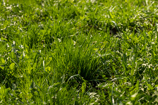 green grass in the spring season in the park, beautiful green grass in sunny weather