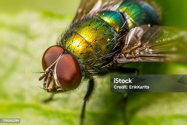 Foto de Retrato De Um Voo e mais fotos de stock de Animal - Animal, Fauna Silvestre, Flor