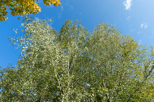 changing the color of foliage on birch trees in autumn weather, tall birch trees during the autumn season with a change in the color of the foliage to yellow