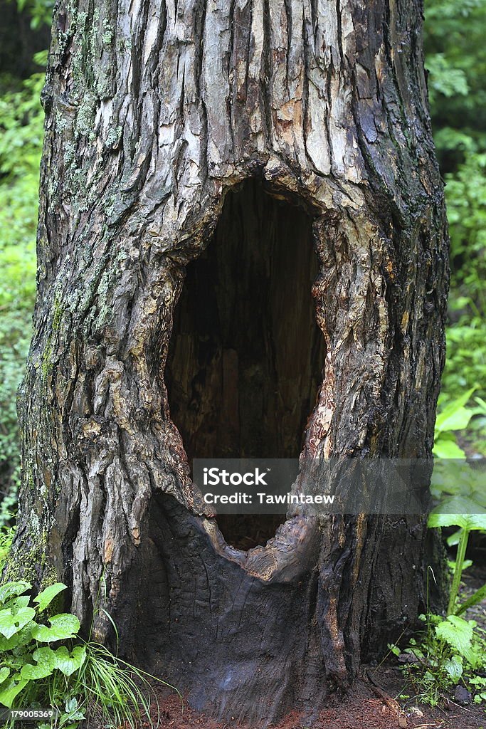 Tree hollow Hole Stock Photo