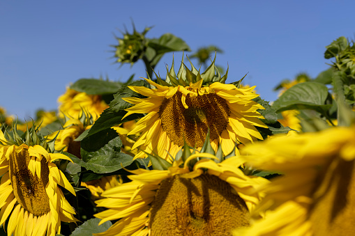Beautiful blooming yellow sunflowers in the summer, sunflowers are grown for seed production and oil production
