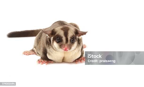 Foto de Sugarglider Feminino e mais fotos de stock de Animal - Animal, Animal selvagem, Fotografia - Imagem