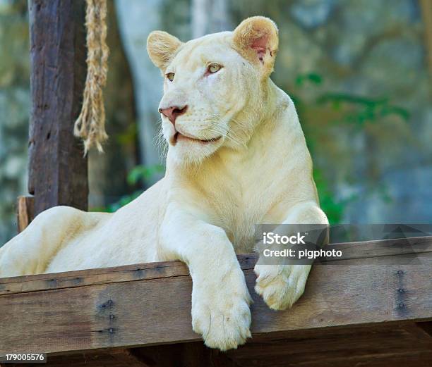 White Lion Stockfoto und mehr Bilder von Afrika - Afrika, Bedrohte Tierart, Einzelnes Tier