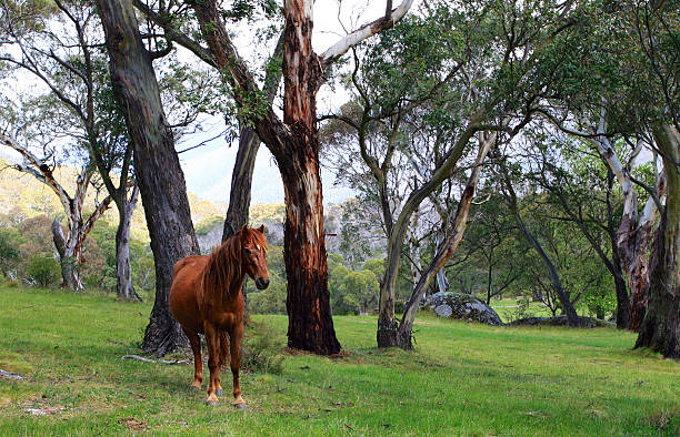 Wild Horse in Meadow - foto de stock