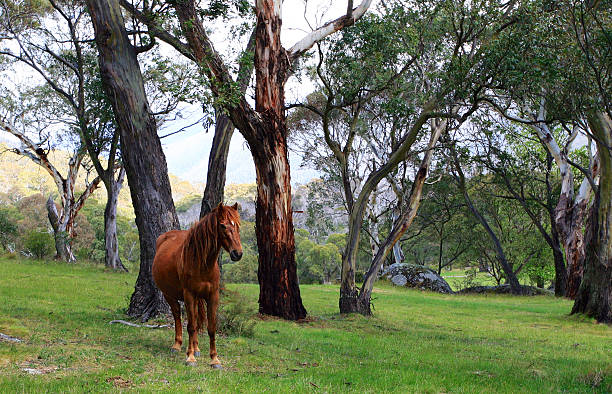 Wild Horse in Meadow stock photo