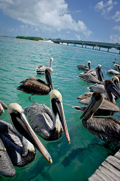 istock Florida Keys Wildlife 179005751