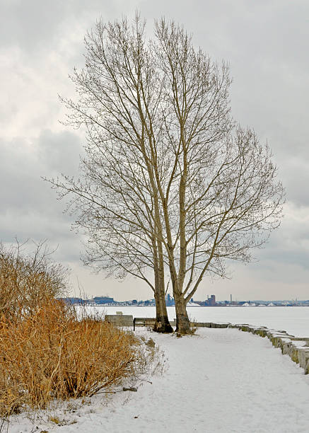istock Winter at the Park 179005753