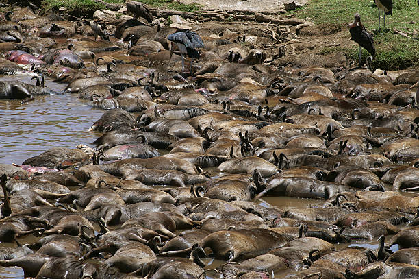 Not the most delicious picture, that's true. But this is also nature. During crossing the Mara River in the Masai Mara every year thousands of wildebeest die. Trampled and drowned they float away in the river where they end up in a corner further ahead. Now they become a feast for the marabou storks, vultures and crocodiles.