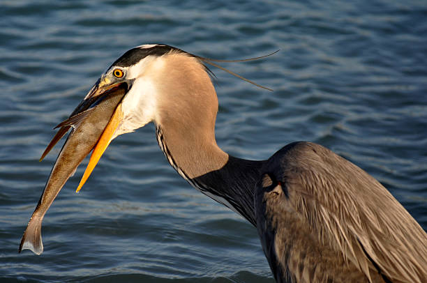 istock Great Blue Heron with Lady Fish for dinner. 179006233