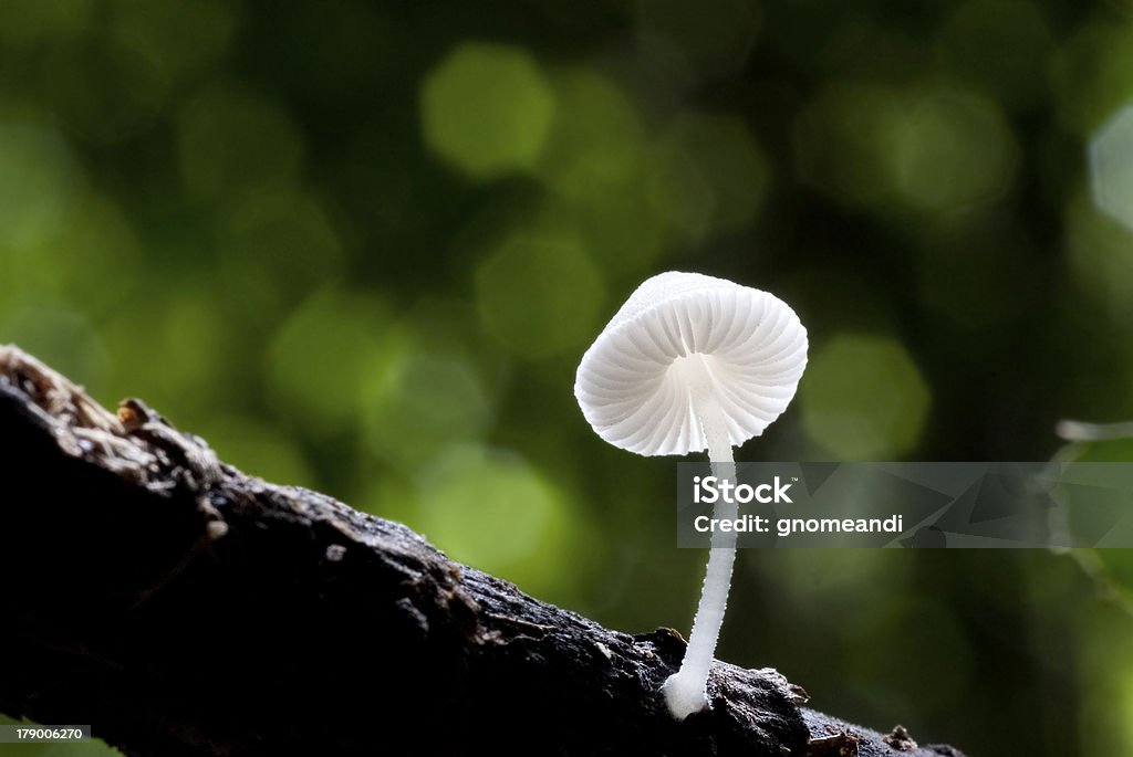 Cogumelos selvagens - Foto de stock de Alimentação Saudável royalty-free