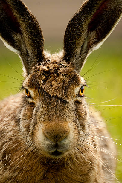 istock European hare portrait 179006304