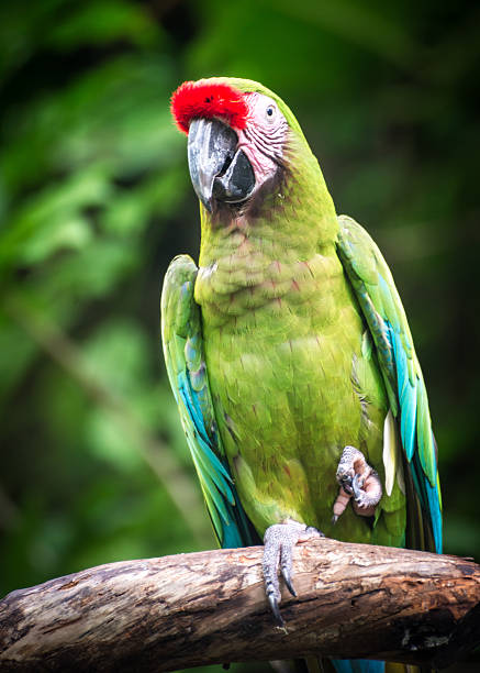 istock Colorful Parrot with Paw Up 179006317