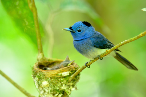 Male of Black-naped Monarch or socalled black-naped blue flycatcher, hypothymis azurea, asian paradise flycatcher, guarding its chicks in their nest in the feeding period