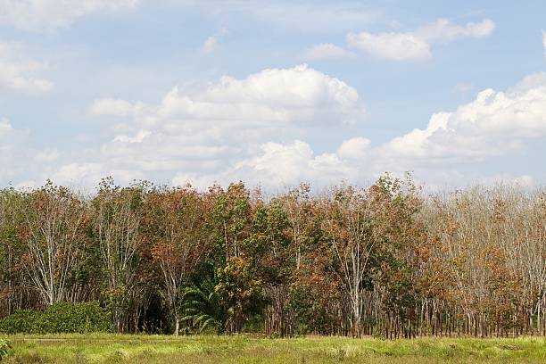 The rubber trees in summer stock photo