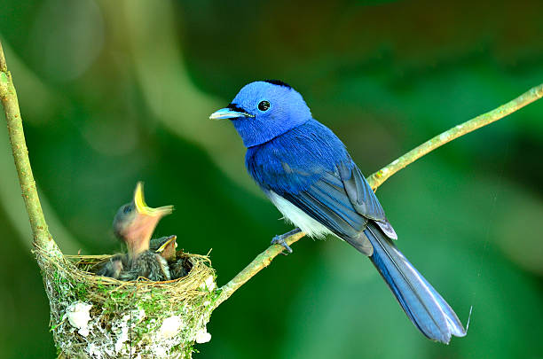 istock Black-naped Monarch or blue flycatcher 179006579