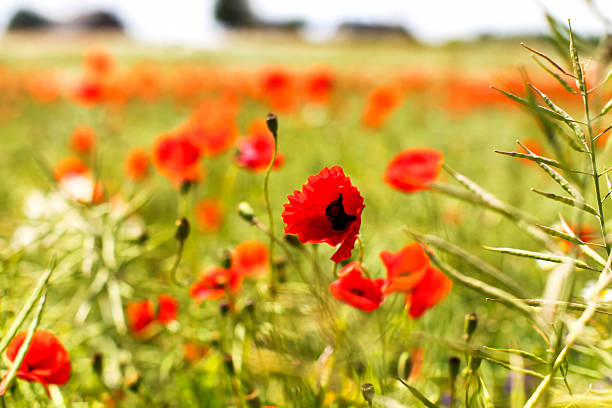 Poppy flowers in a meadow stock photo