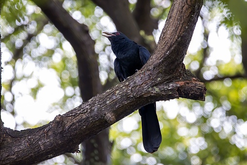 A male Asian Koel, Eudynamys scolopaceus, in a rainforest tree.