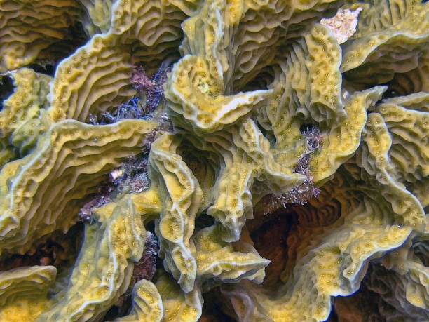 istock Agaricia agaricites, lettuce coral 1790069820