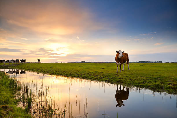 cow reflected in river at sunrise stock photo
