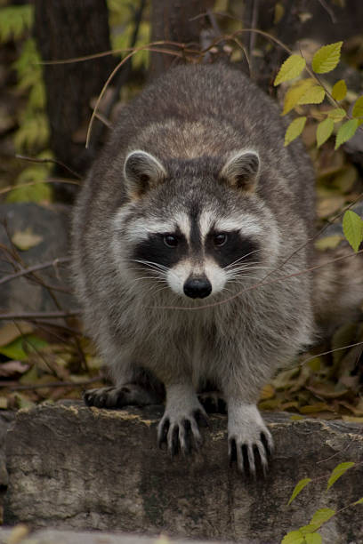 istock Raccoon in Boreal Forest 179007223