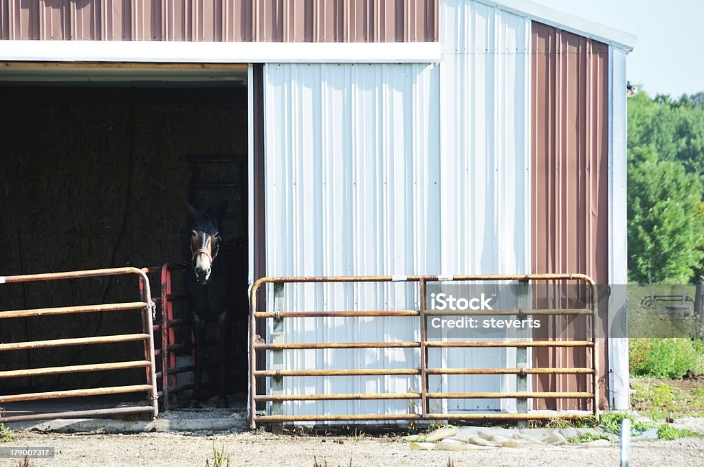 Mule en la puerta - Foto de stock de Acero libre de derechos