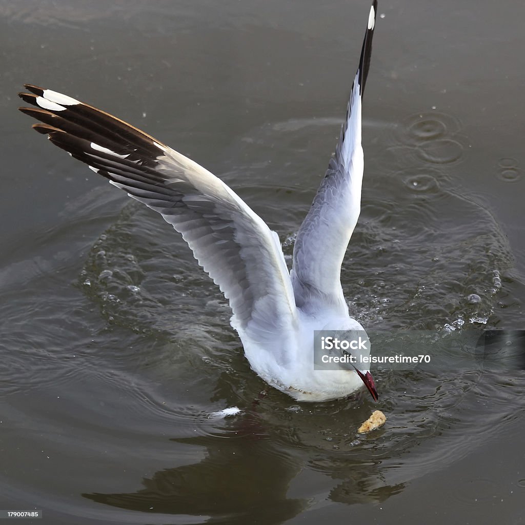 Gaivota - Royalty-free Animal Foto de stock