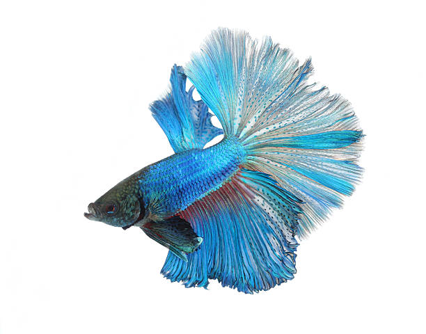 istock Siamese fighting fish isolated on white background, Half Moon 179007544